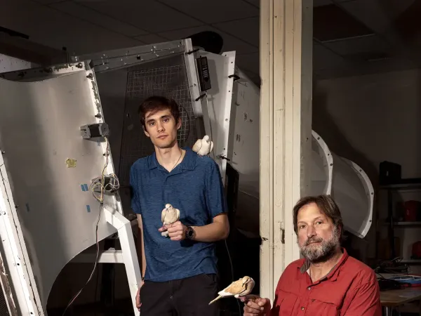 Two researchers sit in front of a wind tunnel, holding Eurasian collared doves.