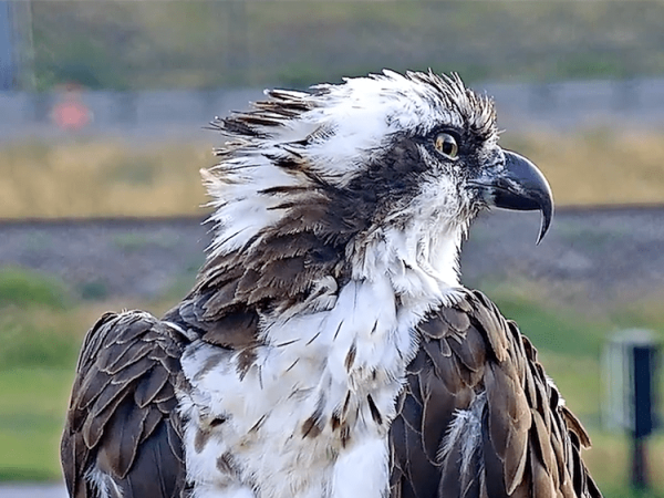 Iris, the Missoula osprey, looks away from the camera.