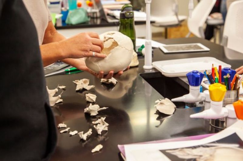 putting together plastic pieces of a skull