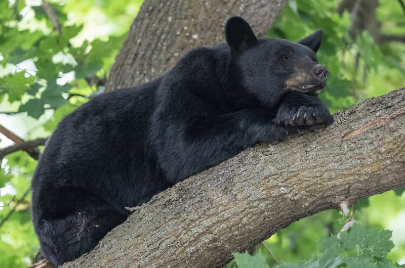 Black bear resting in tree