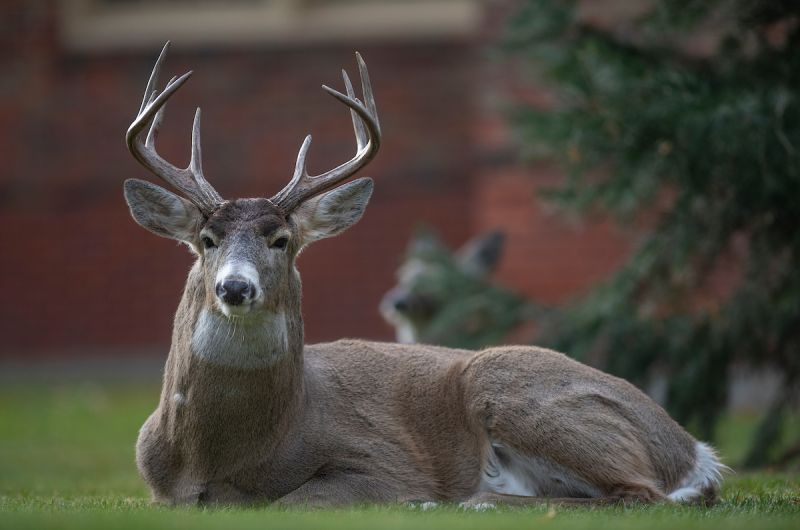 Buck resting on UM campus