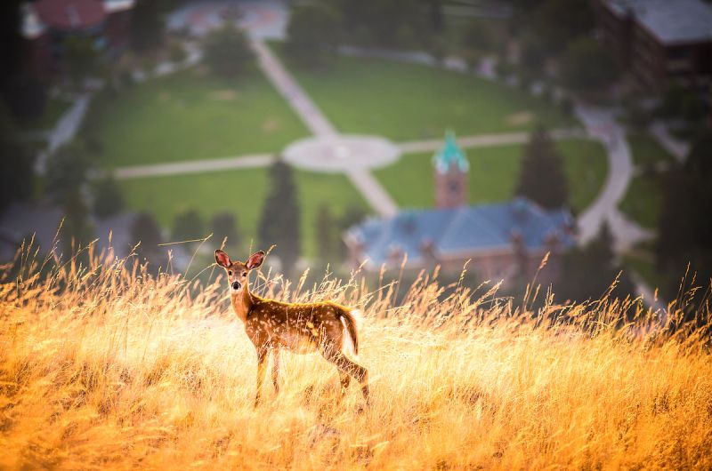 Fawn in dried grass