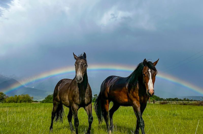 Two horses under rainbow