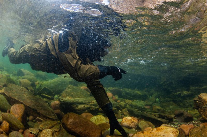 A UM student looks for fish while snorkeling in Rattlesnake Creek as part of their Fisheries Techniques class.
