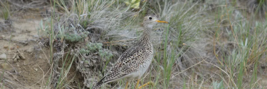 An upland sandpiper stands in a natural grassland habitat, surrounded by tall grasses and sparse vegetation. The bird features a slender, elongated body with mottled brown and white plumage, a long neck, yellow legs, and an orange-yellow beak. The background includes dry soil and patches of green plants, blending with the bird’s earthy tones.