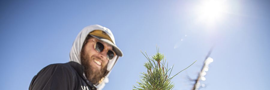High Above the Valley Floor, a UM Researcher Studies a Vanishing Tree Species